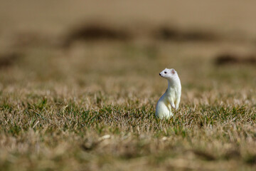 Hermelin (Mustela erminea)