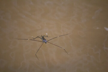  Water striders lying on water surface 