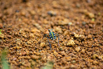 Tiger beetle (Cicindela aurulenta) on the ground