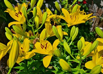 Beautiful yellow lily flowers bloomed on the flower beds in the summer in the city park