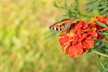 On the inflorescence of a marigold flower sits a diurnal butterfly urticaria.