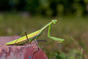 A green mantis poses on a stone. Insects in the wild.