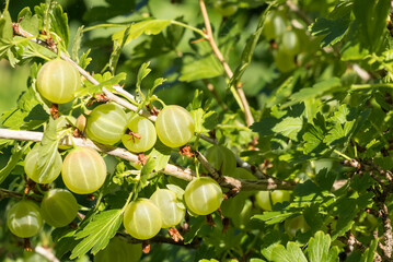 Hanging berries of a green varietal gooseberry on the branches of a bush.