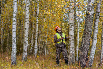 A forest engineer measures the diameter of a birch tree in the forest.