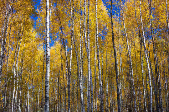 Birch forest with beautiful yellow leaves.