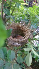 Bird nest on a tree