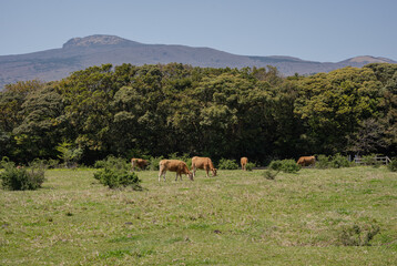 herd of horses on the meadow