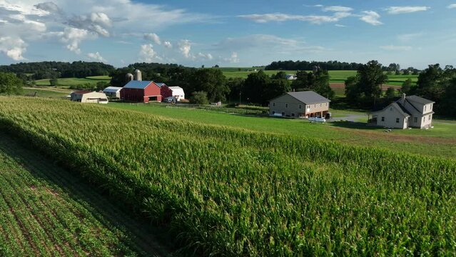 Family farm in rural USA. Farmland view on summer day. Aerial with red barn and corn field.