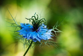 Love in a Mist - Jungfer im Grünen