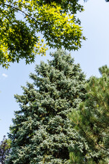 Blue spruce Picea pungens with blue needles surrounded by deciduous and evergreen plants against blue summer sky. Close-up. Evergreen landscaped garden. Nature concept for design. Christmas concept