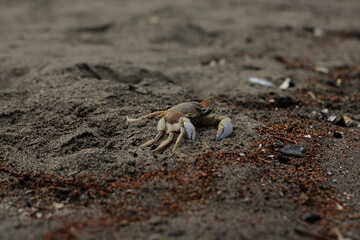 a crab that has died in the sand on the beach. and flies are infested