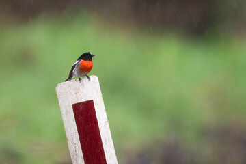 Male scarlet robin (Petroica boodang), Great Otway National Park, Victoria