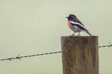Male scarlet robin (Petroica boodang), Great Otway National Park, Victoria