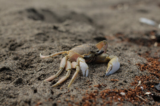 a crab that has died in the sand on the beach. and flies are infested