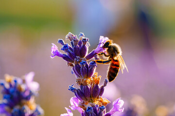 Bumble bee sucking nectar from lavender close up