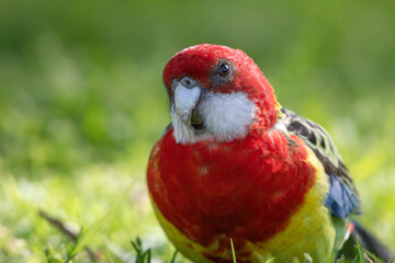 Eastern rosella (Platycercus eximius) closeup portrait, Melbourne, Victoria