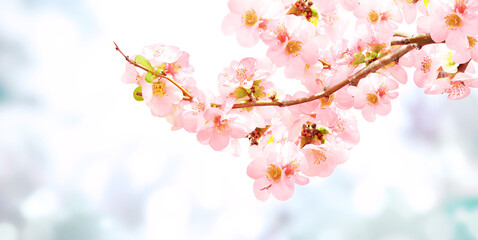 Horizontal banner with Japanese Quince flowers (Chaenomeles japonica) of pink color on sunny...