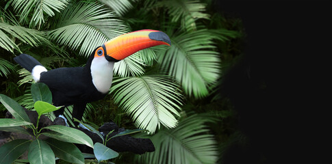 Horizontal banner with beautiful colorful toucan bird on a branch in a rainforest