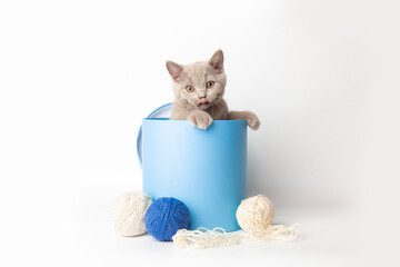 british lilac cunning kitten peeks out of a gift blue box standing on a white background with copy...