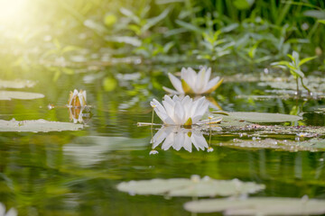 White flowers of water lily with sun beams on a river.