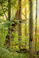 Old rustic tree stand for hunting on a tree deep in woods backlit with the sun beams.