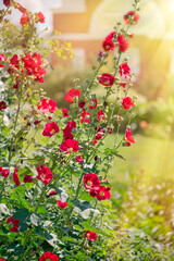 A shrub of a alcea rosea or common hollyhock with red flowers in sun beams.