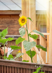 Yellow sunflower with light rays against wooden house.