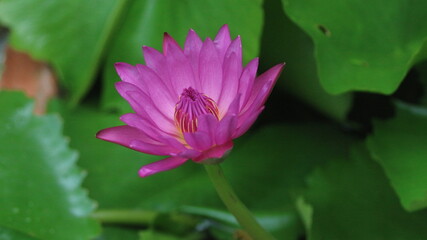 Obraz premium pink lotus flower