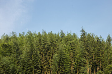 green forest in the morning