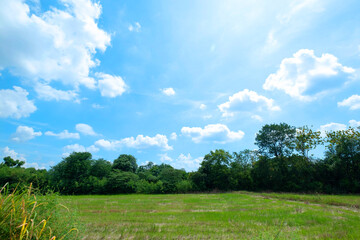 Fields, tree and blue sky. Beautiful landscape