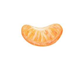 mandarin slice hand drawn in gouache in realistic style isolated on white