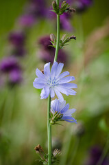 Chicory