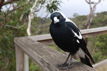 Magpie on ledge