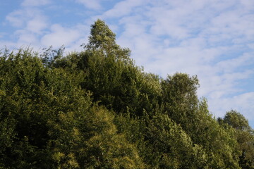 Vegetation in the forest