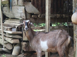 goat on farm