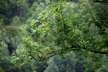 Vegetation in the forest