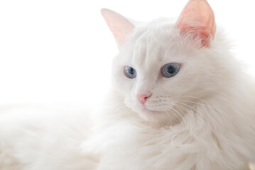 Fototapeta premium Portrait of white fluffy cat with blue eyes