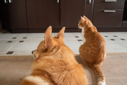 Cute Red Cat And Dog Sitting At Kitchen Waiting Food