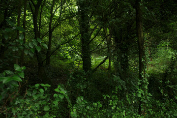 Vegetation in the forest