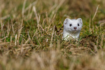 Hermelin (Mustela erminea)