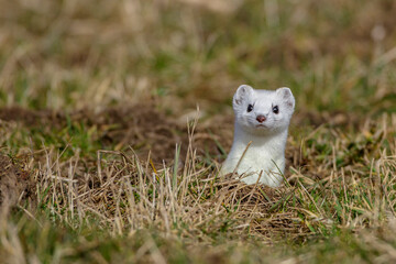 Hermelin (Mustela erminea)