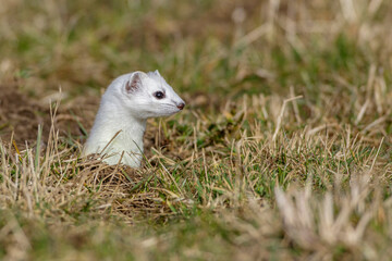 Hermelin (Mustela erminea)