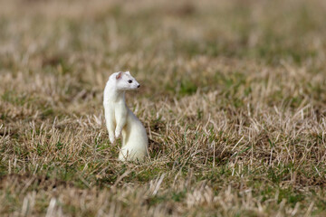 Hermelin (Mustela erminea)