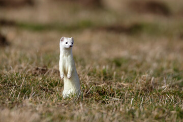 Hermelin (Mustela erminea)