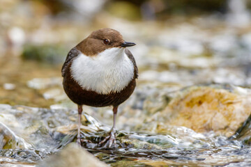 Wasseramsel (Cinclus cinclus)
