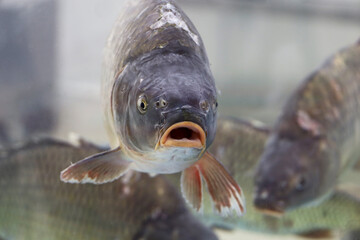 Carp swimming in water with its mouth open. Flock of fish, freshwater carp in a store aquarium