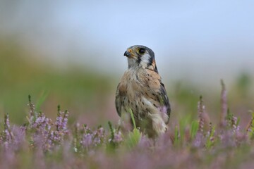 falco sparverius. American kestrel sitting on the blooming meadow. Summer in the nature. Wildlife sce with a kestrel.
