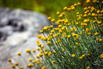 petites fleurs jaunes en gros plan sur le mont Ventoux