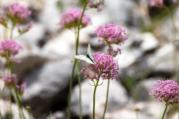 papillon posé sur une fleur en montagne