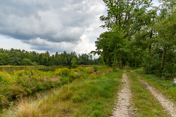 Obraz premium Forest path road in summer, Czech Republic